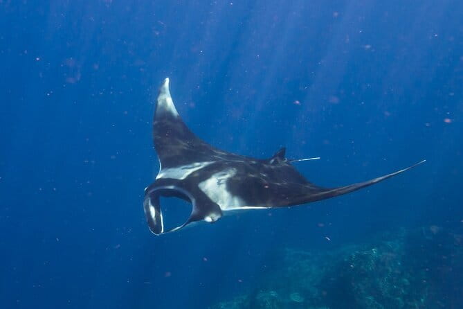 Nusa Penida : Snorkeling Trip Manta Point, Gamat Bay and Wall Bay - My booking advice for this Nusa Penida outing