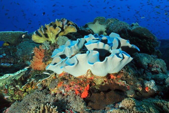 Nusa Penida : Snorkeling Trip Manta Point, Gamat Bay and Wall Bay - Gamat Bay brings coral and fish