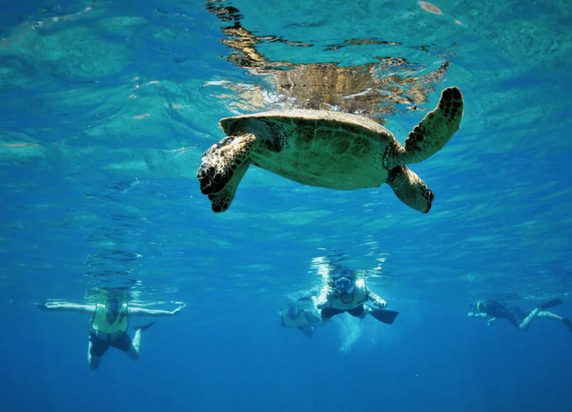 Nusa Penida: Spend time snorkeling with rays and turtles - Key points to know before booking