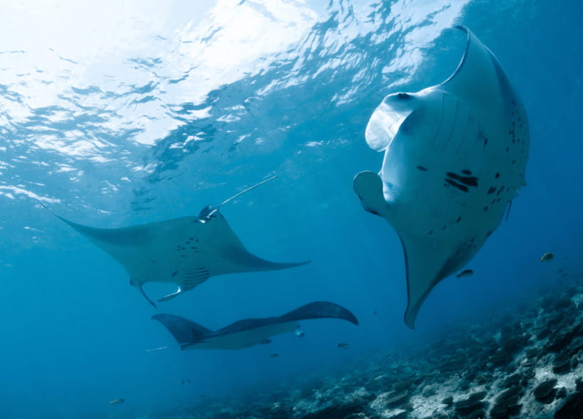 Nusa Penida: Spend time snorkeling with rays and turtles - What the snorkeling stops are like