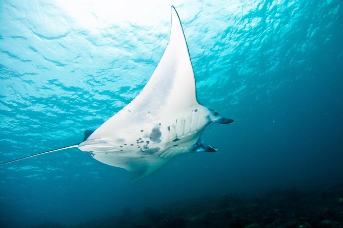 Nusa Penida Three Dives Trip for Certified Divers - Why three underwater sessions make sense around Nusa Penida