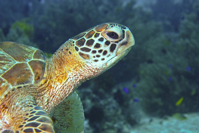 Nusa Penida Three Dives Trip for Certified Divers - Who will enjoy this most