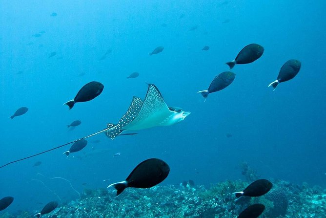 Nusa Penida Try Scuba Diving Program - for Non-Certified Divers - First breaths in the training pool