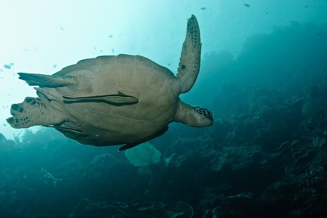 Nusa Penida Try Scuba Diving Program - for Non-Certified Divers - From the beach to the reef