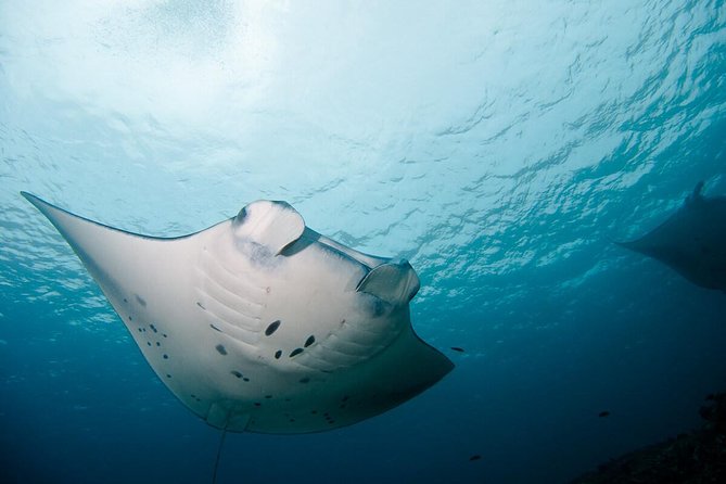 Nusa Penida Two Dives Trip for Certified Divers - Starting at Pure Dive Resort in Ped at 8:00 am