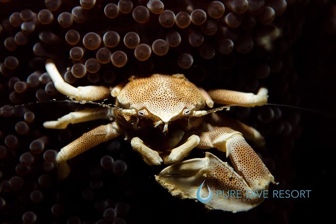 Nusa Penida Two Dives Trip for Certified Divers - Is the $132 price good value?