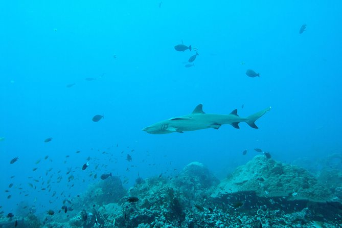 Nusa Penida Two Dives Trip for Certified Divers - Who should book this Nusa Penida outing?