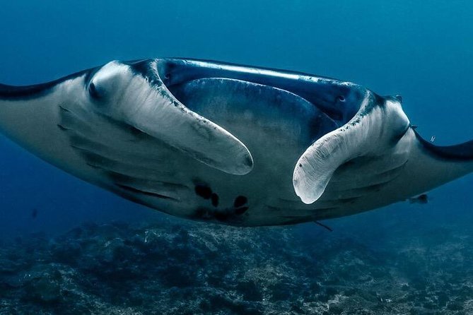 Open Water + Advanced Course - Premium Certifications Package in Nusa Lembongan - From first breath to two certifications