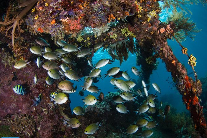 Open Water + Advanced Course - Premium Certifications Package in Tulamben - What the $660.39 price really covers