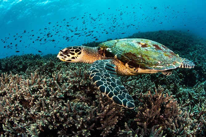 Open Water Course in Nusa Lembongan - Get Certified on remote island (next Bali) - Starting your SSI course in Jungutbatu