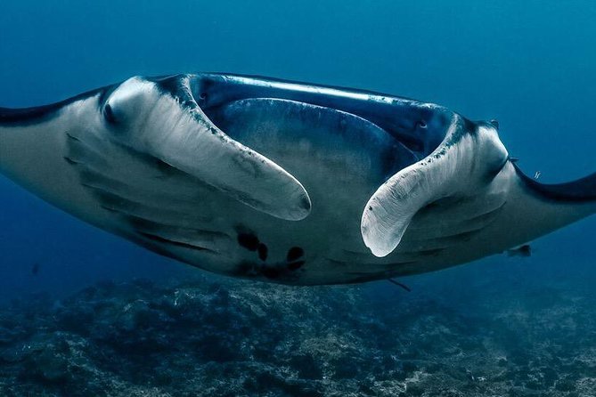 Open Water Course in Nusa Lembongan - Get Certified on remote island (next Bali) - Crystal Bay: a scenic first taste of open water