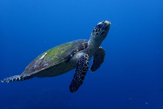 Open Water Course in Nusa Lembongan - Get Certified on remote island (next Bali) - Jungut Batu Beach and the final course work