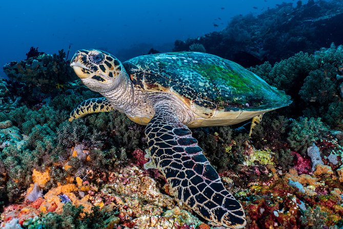 Open Water Course in Pemuteran - Get Certified in Bali - Why Pemuteran is a smart place to learn