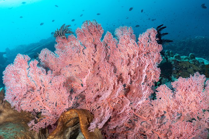 Open Water Course in Pemuteran - Get Certified in Bali - What the $379.18 price really covers