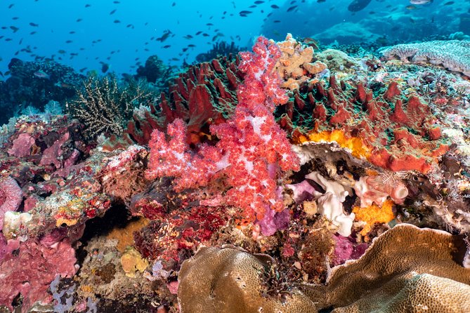 Open Water Course in Pemuteran - Get Certified in Bali - Who will get the most from this course