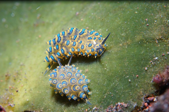 PADI Open water Course in Tulamben - Get certified & dive anywhere in the world - Days two and three: four ocean sessions in Bali