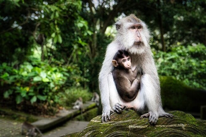 Private Day Tour In Ubud With Jungle Swing All Inclusive - A private route from Seminyak to Ubud
