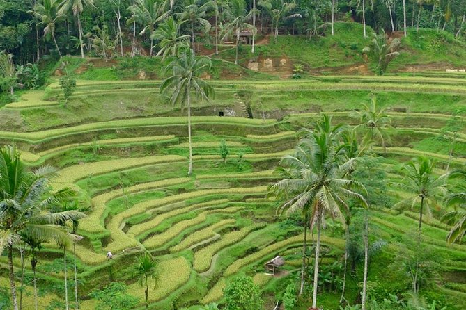 Private Guided Tour: The Best Of Ubud With Jungle Swing - The 45-minute rush at d’Alas Swing