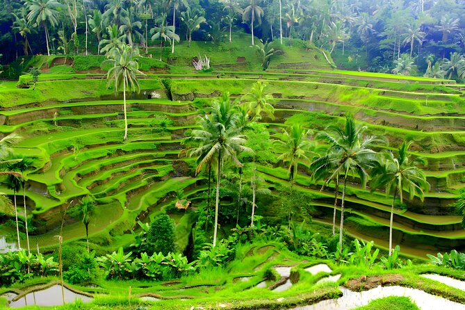 Private Half Day-Tour: Ubud Art Village Trip - The Food Stop and What Lunch Adds