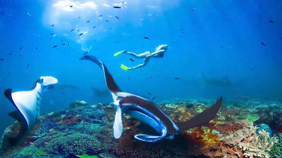 Private Snorkeling in Nusa Penida - Key points before you book