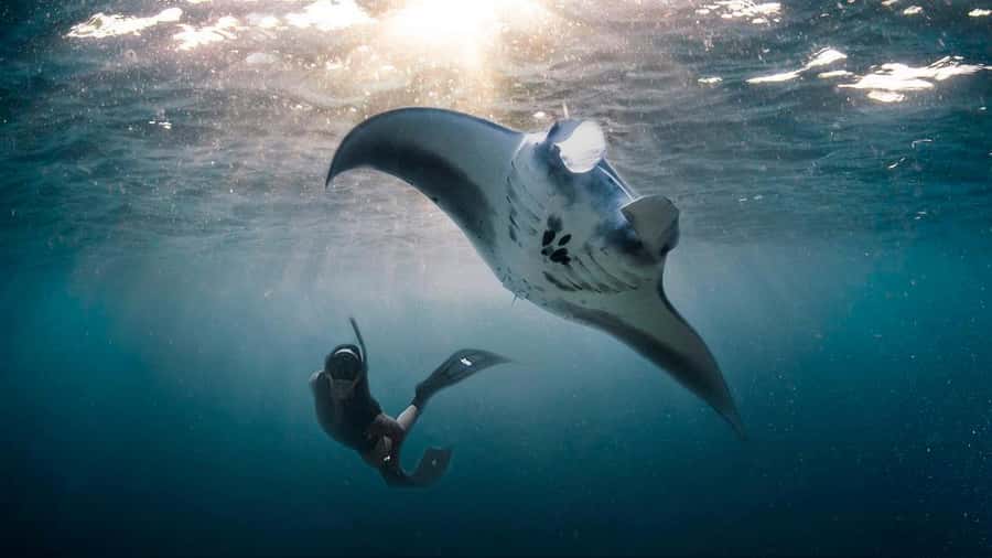 Private Snorkeling in Nusa Penida - Four Nusa Penida sites in 150 minutes