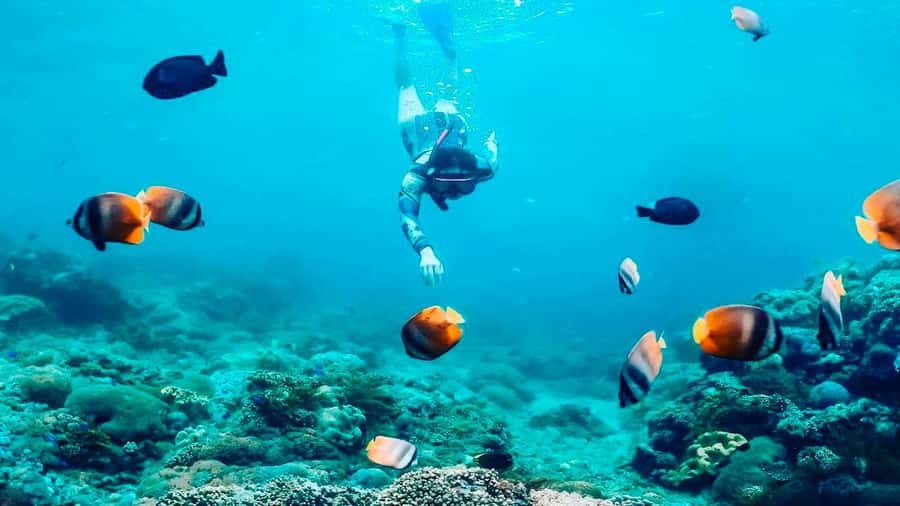 Private Snorkeling in Nusa Penida - Meeting at the harbor needs careful planning