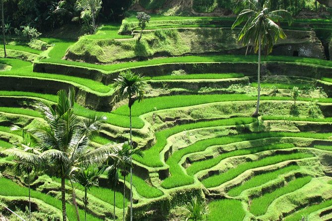 Private Tour: Bali in a Day - What this private Bali day really offers