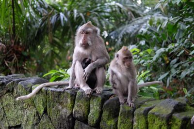 Private Tour: Bali in a Day