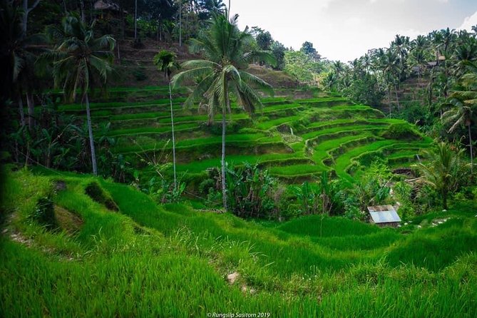 Private Tour: Jatiluwih Rice Terrace,Ulun danu and Banyu Mala Waterfall Tour - Key points at a glance