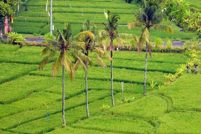 Private Tour: Jatiluwih Rice Terrace,Ulun danu and Banyu Mala Waterfall Tour - The private car is the real convenience
