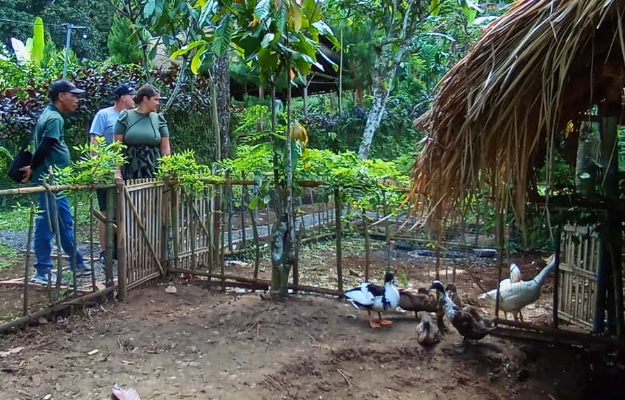 Pure Bali Village Experience Cooking & Jamu Class, Transfer - Cooking Lunch in Paon Bali