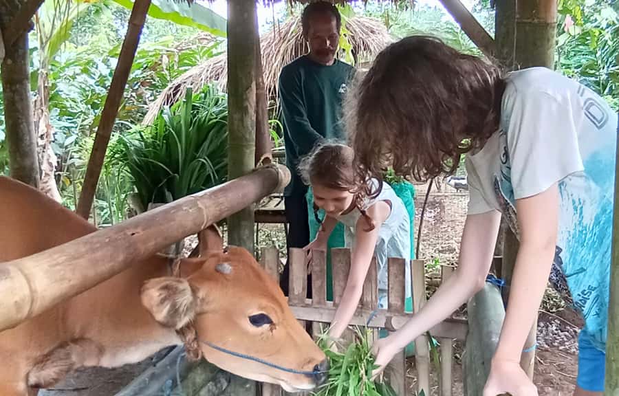 Pure Bali Village Experience Cooking & Jamu Class, Transfer - Helping With Rice Planting