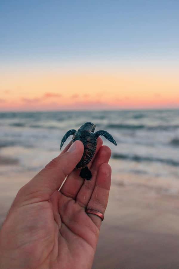Saba Beach: Horse Riding & Turtle Release Experience - Why this Bali day works as a coastal and conservation tour