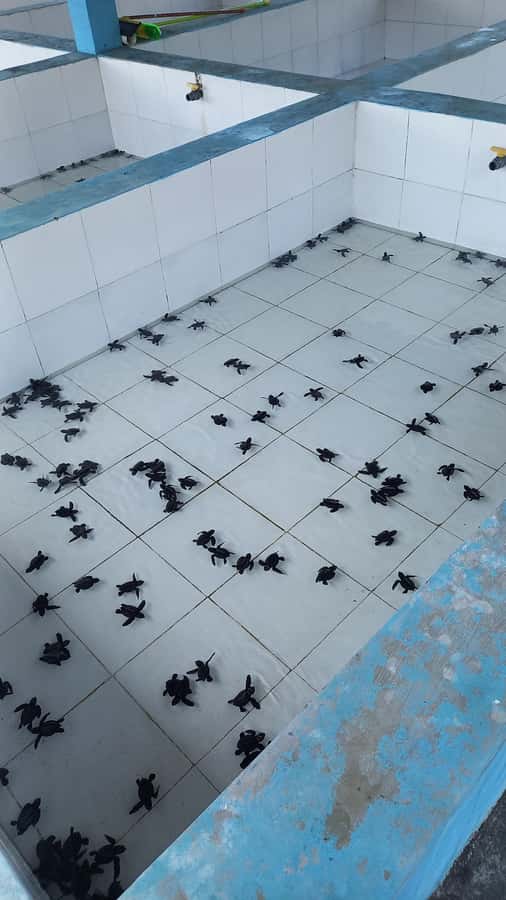 Saba Beach: Horse Riding & Turtle Release Experience - Saba Asri Sea Turtle Conservation: learning before releasing