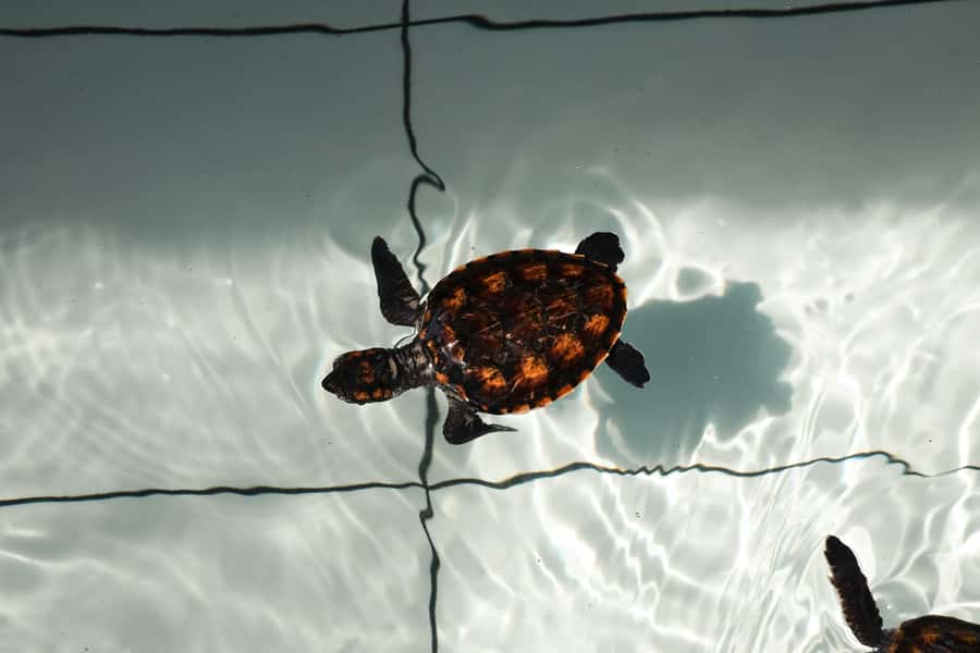 Saba Beach: Horse Riding & Turtle Release Experience - Saba Beach horseback riding: one hour by the sea
