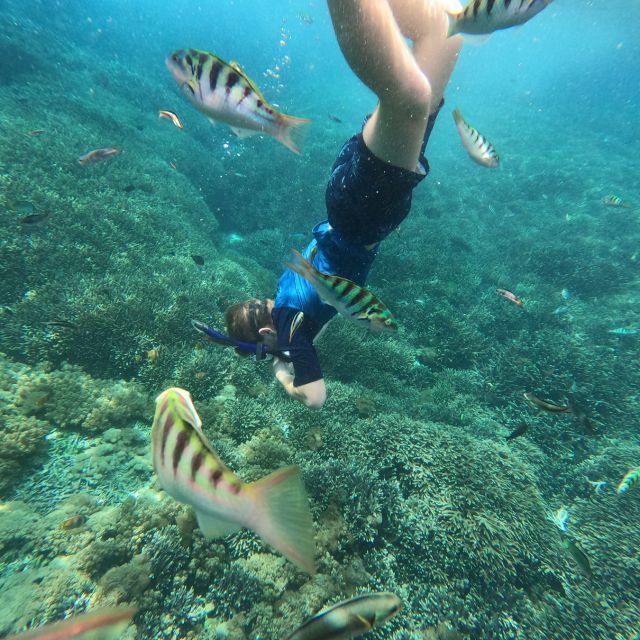 Sanur: Coastal Area Snorkeling Session - Quick points before you book