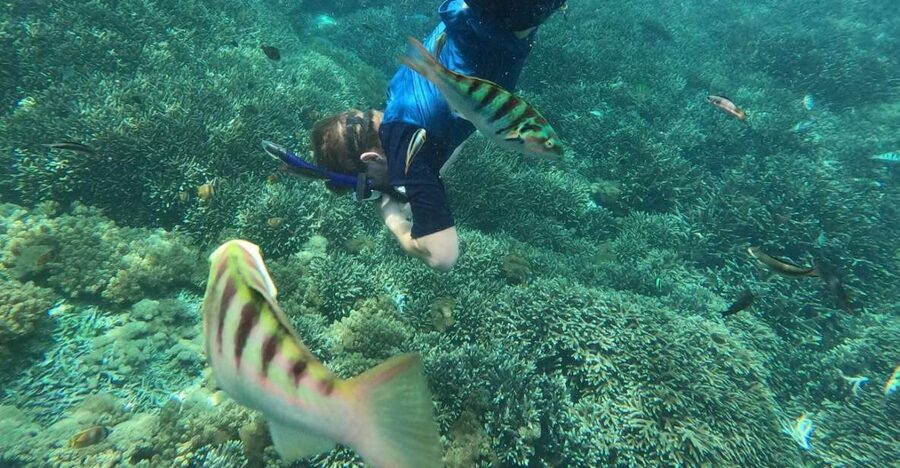 Sanur: Coastal Area Snorkeling Session - What this Sanur snorkeling trip is really like
