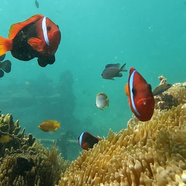 Sanur: Coastal Area Snorkeling Session - GoPro documentation is a useful extra