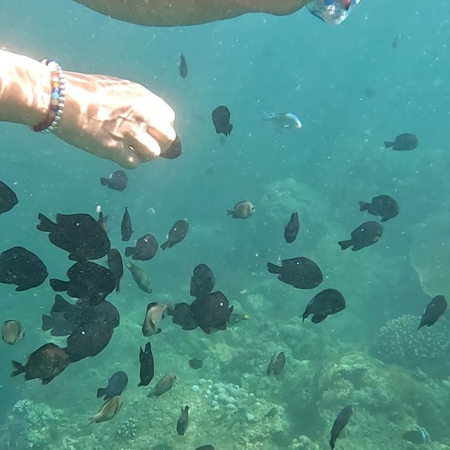 Sanur: Coastal Area Snorkeling Session - What is included for $22