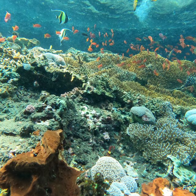 Sanur: Coastal Area Snorkeling Session - The return ride to TAPHA