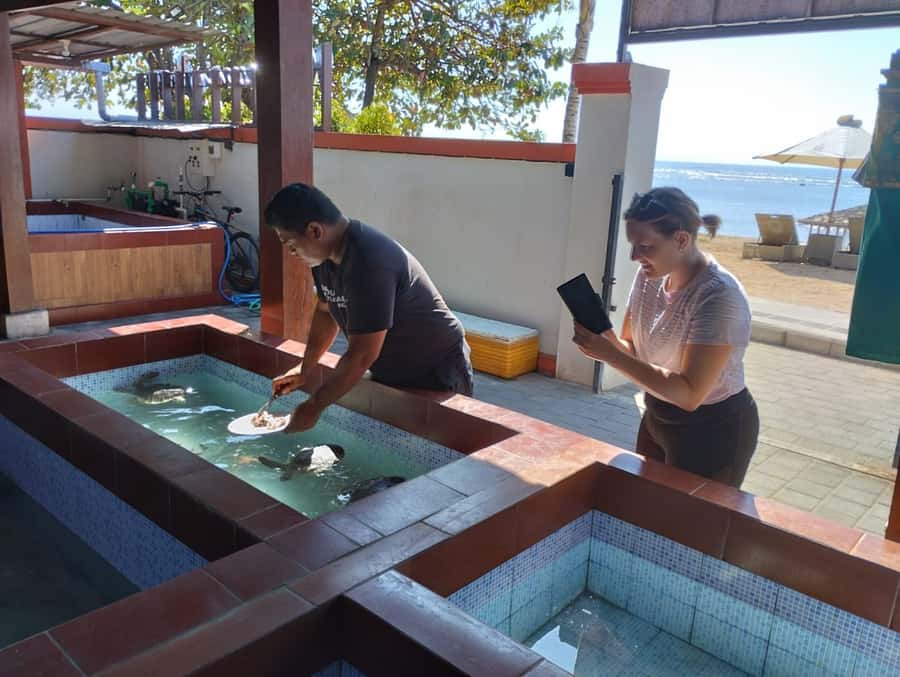 Sanur Village E-bike Tour: Family-Friendly Adventure - Rice and watermelon fields on Sanur’s quieter side
