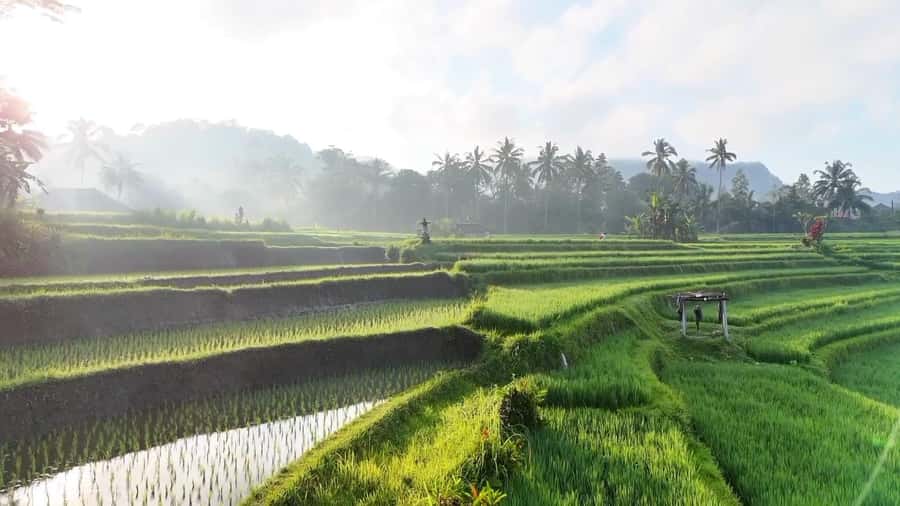 Sidemen rice terraces trek and local village walk - Key points at a glance