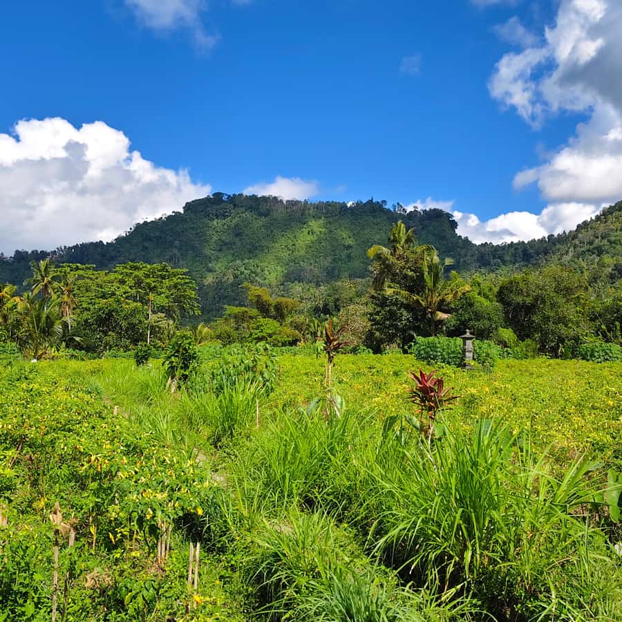 Sidemen rice terraces trek and local village walk - Choosing the route length and group style