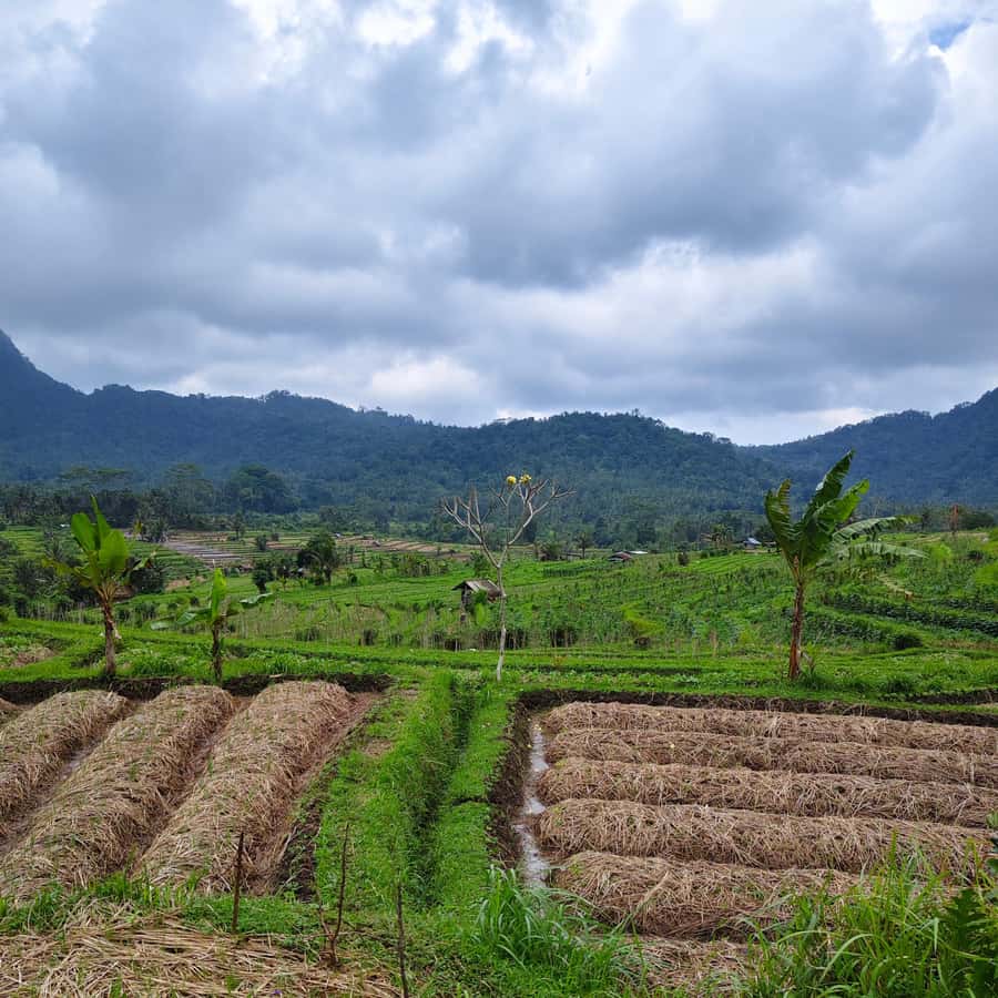 Sidemen: Rice Terraces, Waterfall, & Village Tour - Key points about this Sidemen outing