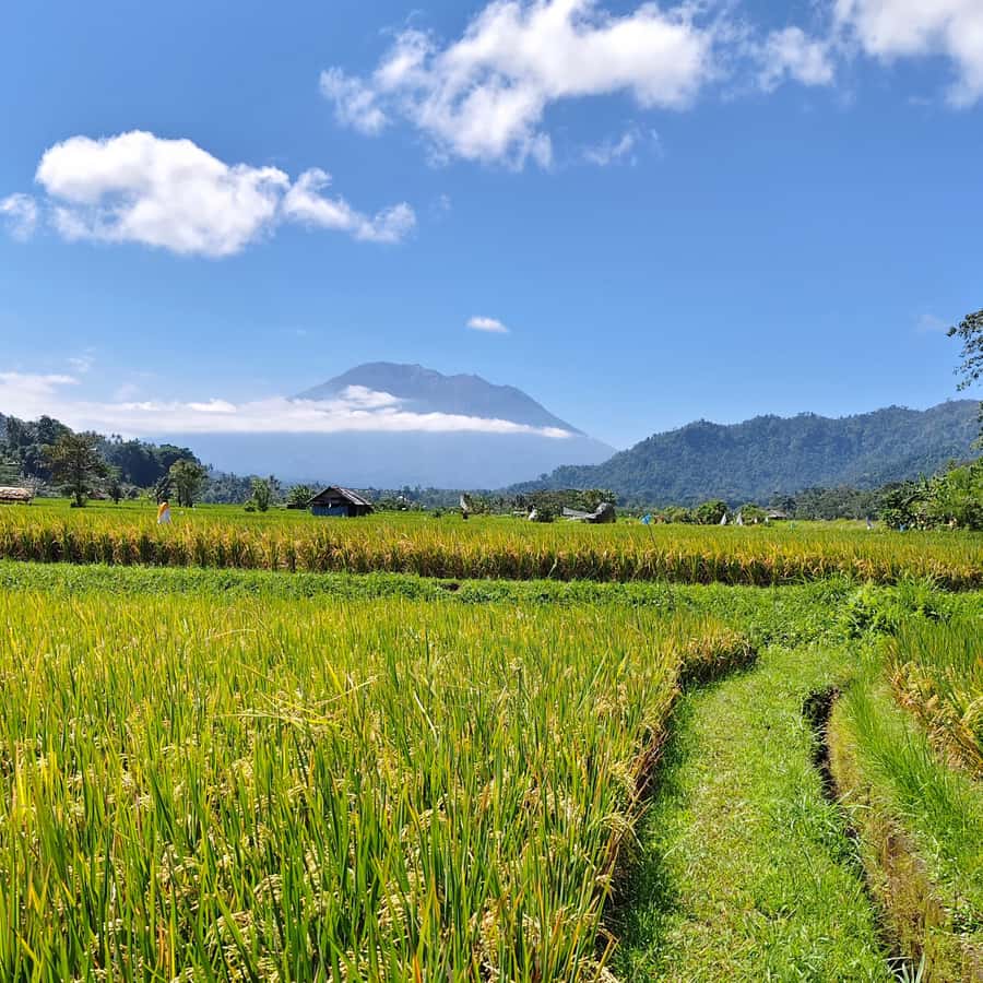 Sidemen: Rice Terraces, Waterfall, & Village Tour - Why Sidemen works better than a rushed sightseeing stop