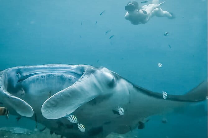 Snorkeling 3 Spots with GoPro & West Coast Tour Nusa Penida - Manta Bay and the limits of nature