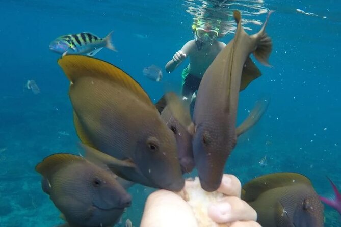 Snorkeling Adventure with East Nusa Penida Tour All Inclusive - Molenteng Tree House and Raja Lima views