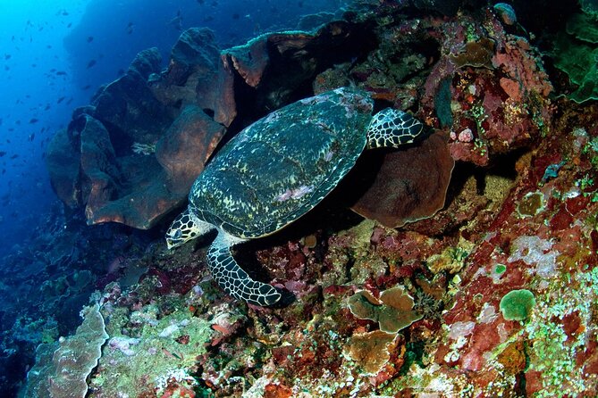 Snorkeling Adventure with East Nusa Penida Tour All Inclusive - Arriving at Toya Pakeh pier