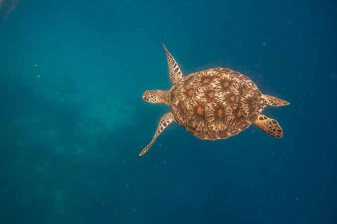 Snorkeling and Freediving Trip around Nusa Penida - Is $60 a fair price for four hours?