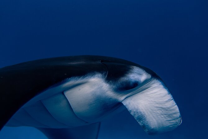 Snorkeling and Freediving Trip around Nusa Penida - Who will enjoy this trip most?